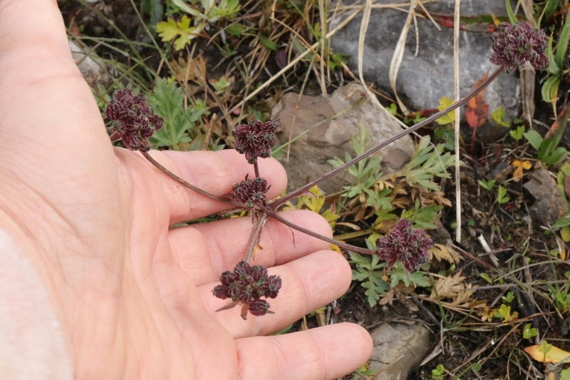 Pleurospermum simplex photo 2