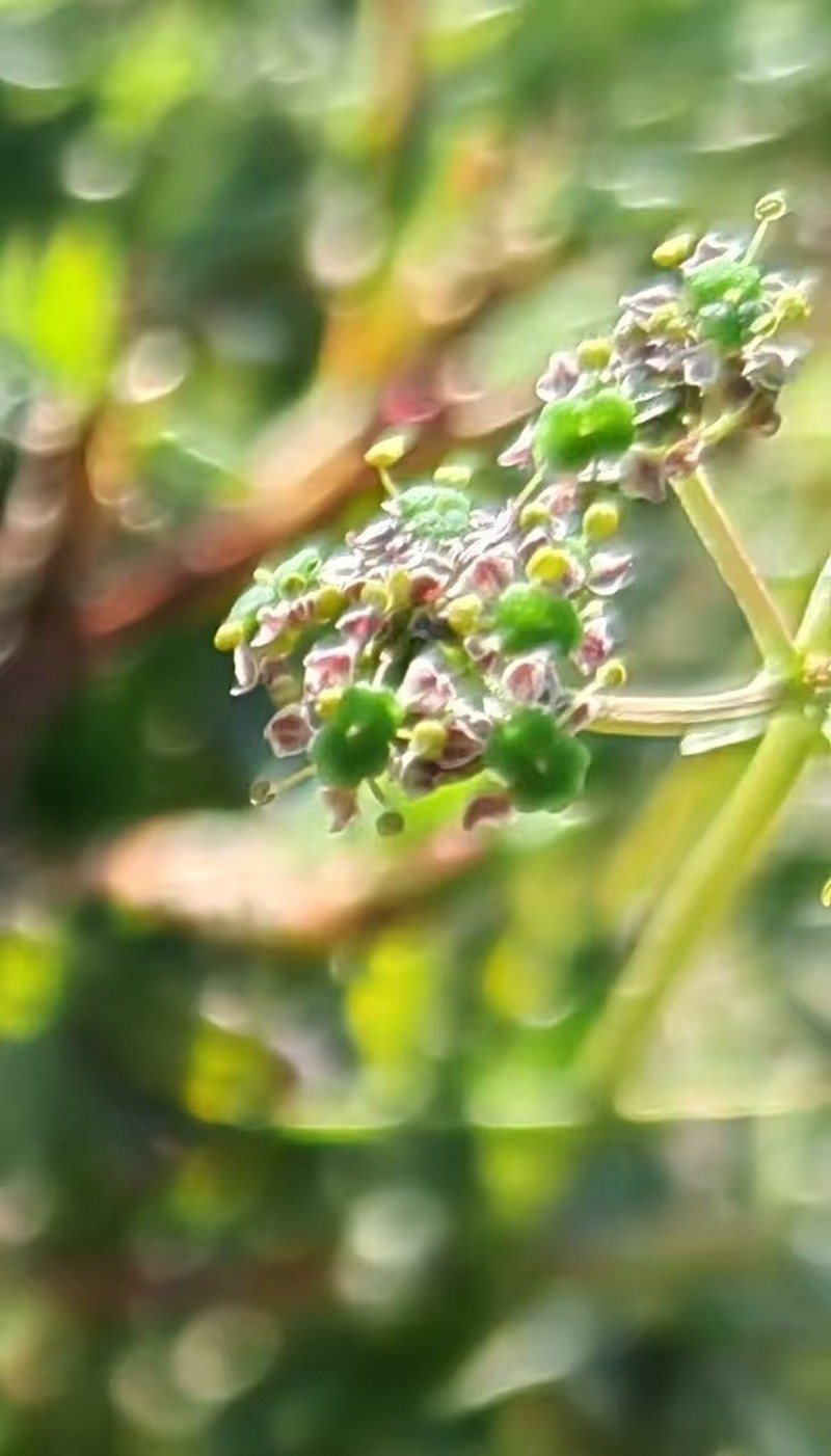 Pleurospermum simplex photo 3