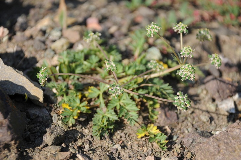 Pleurospermum simplex photo 4