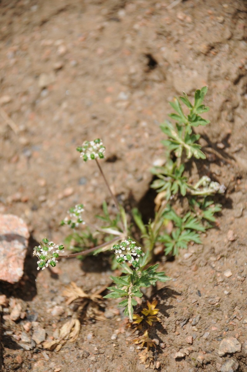 Pleurospermum simplex photo 5