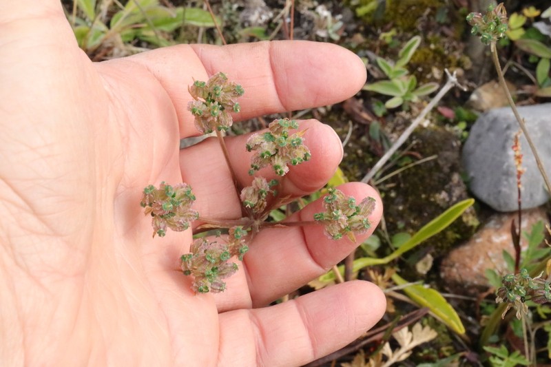 Pleurospermum simplex photo 6