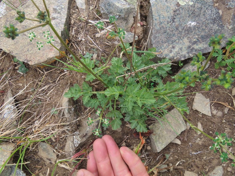 Pleurospermum simplex photo 7