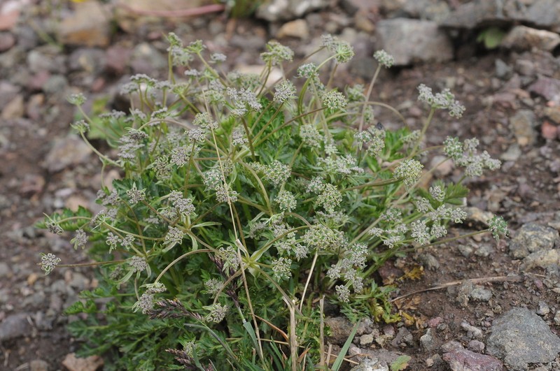 Pleurospermum simplex photo 8