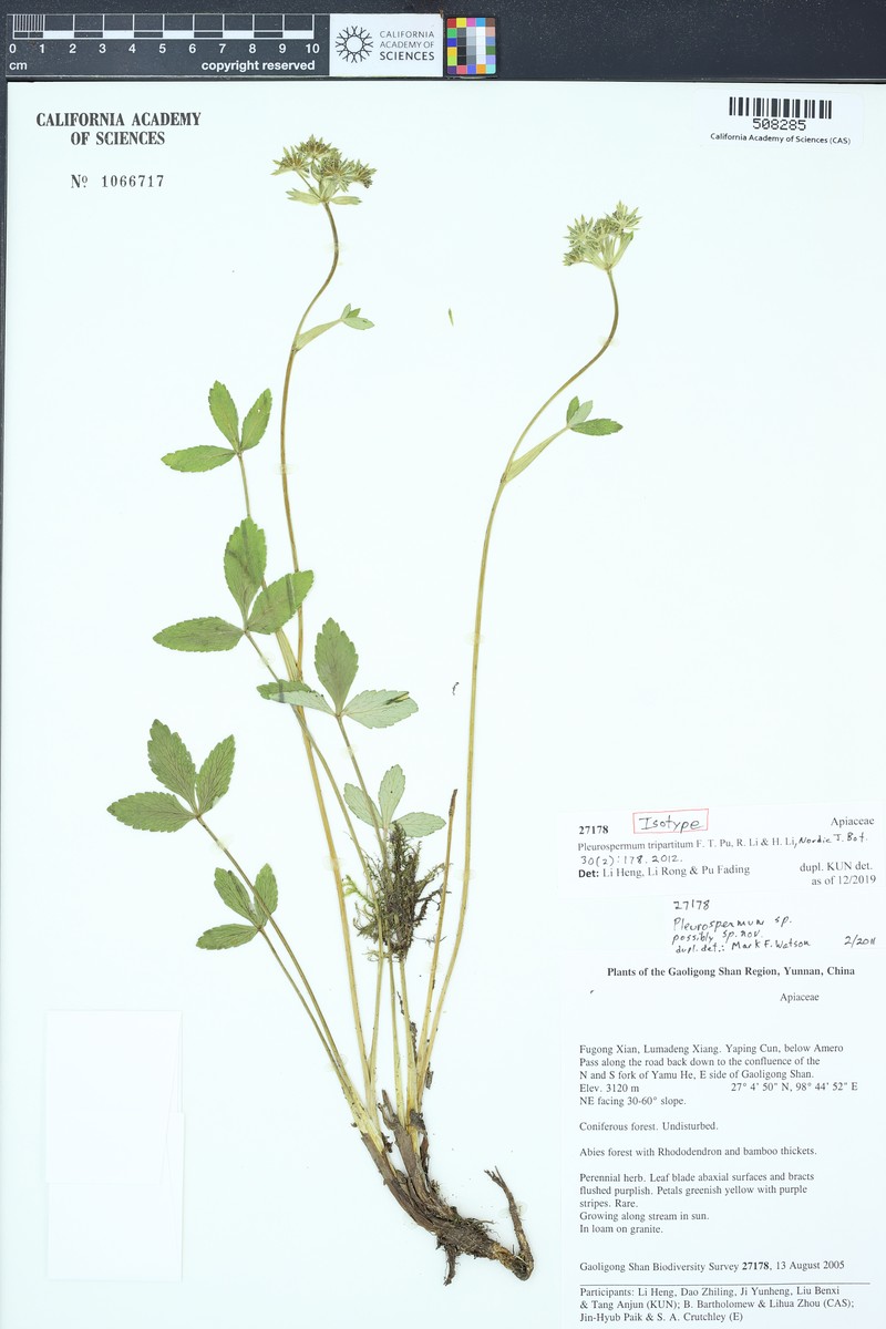 Pleurospermum tripartitum