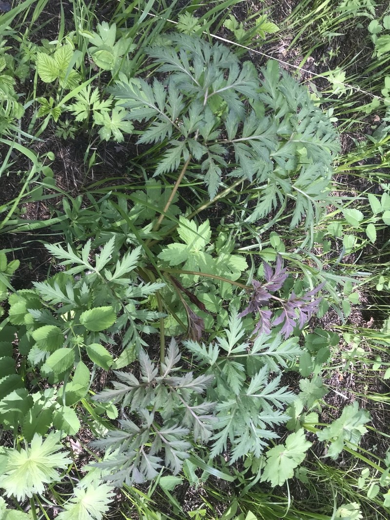 Pleurospermum uralense