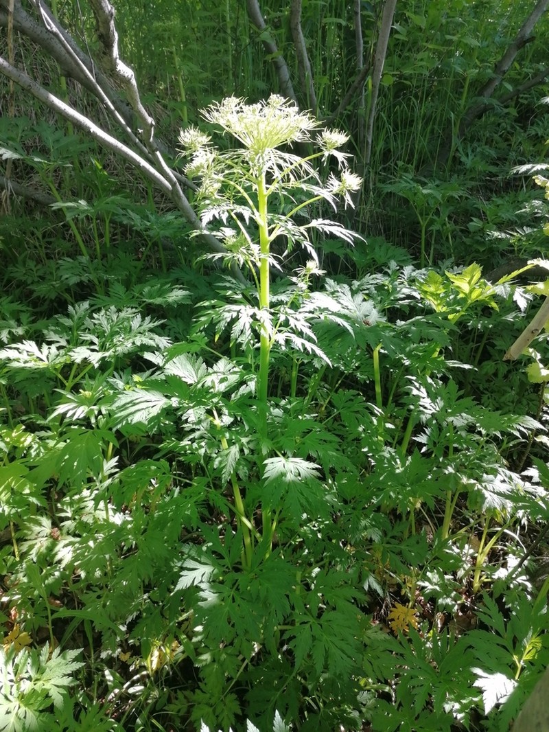 Pleurospermum uralense photo 2