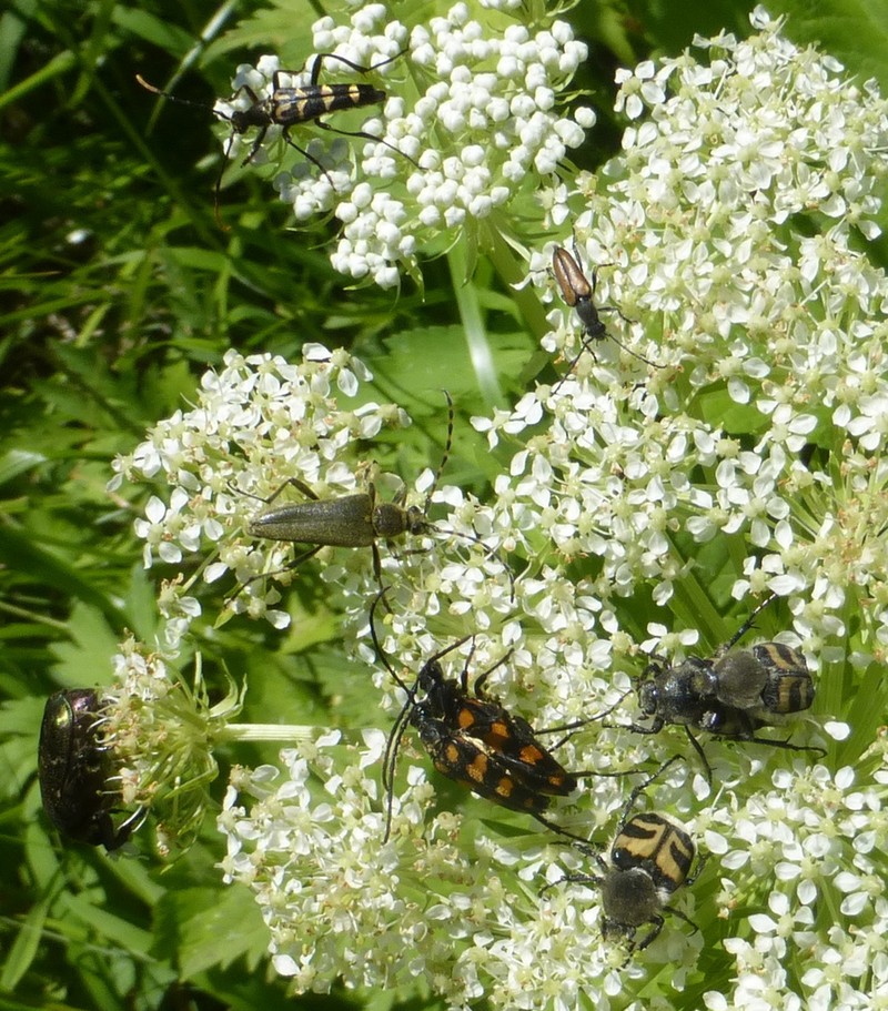 Pleurospermum uralense photo 3