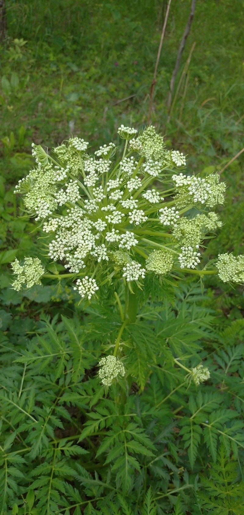 Pleurospermum uralense photo 4