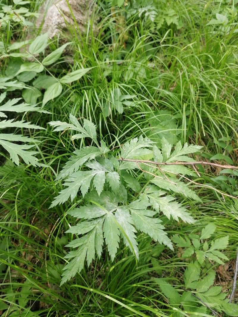 Pleurospermum uralense photo 5