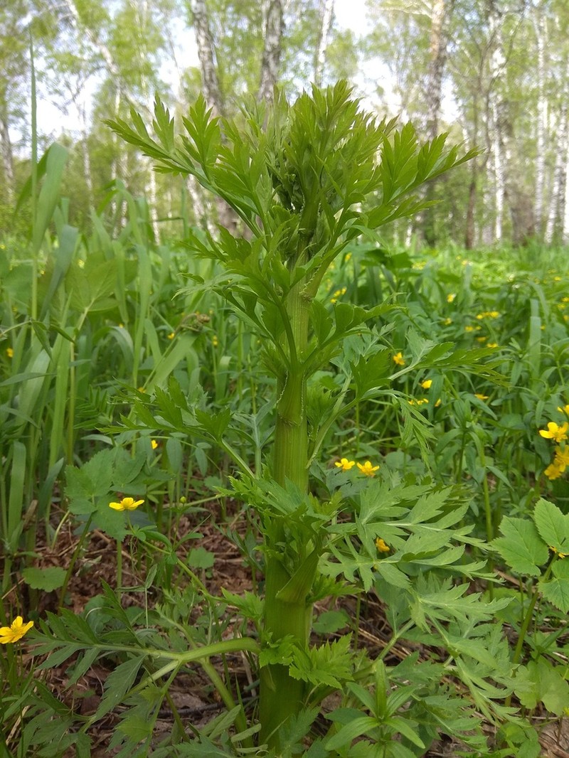 Pleurospermum uralense photo 6