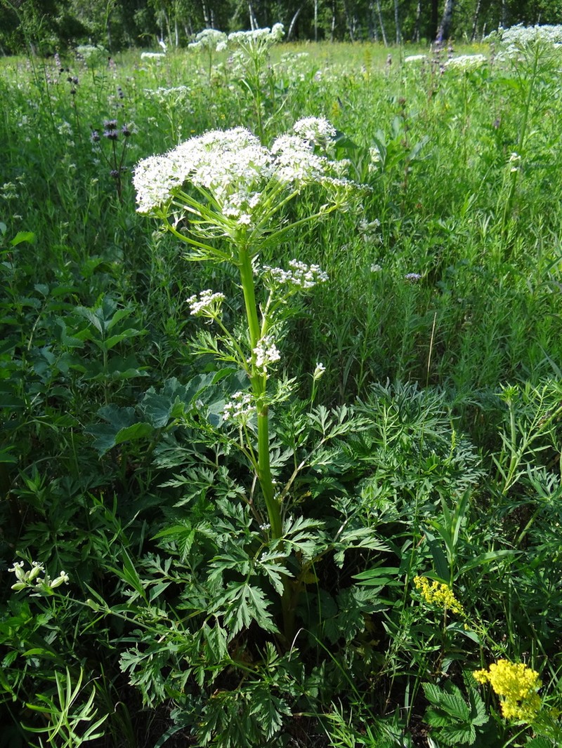 Pleurospermum uralense photo 7