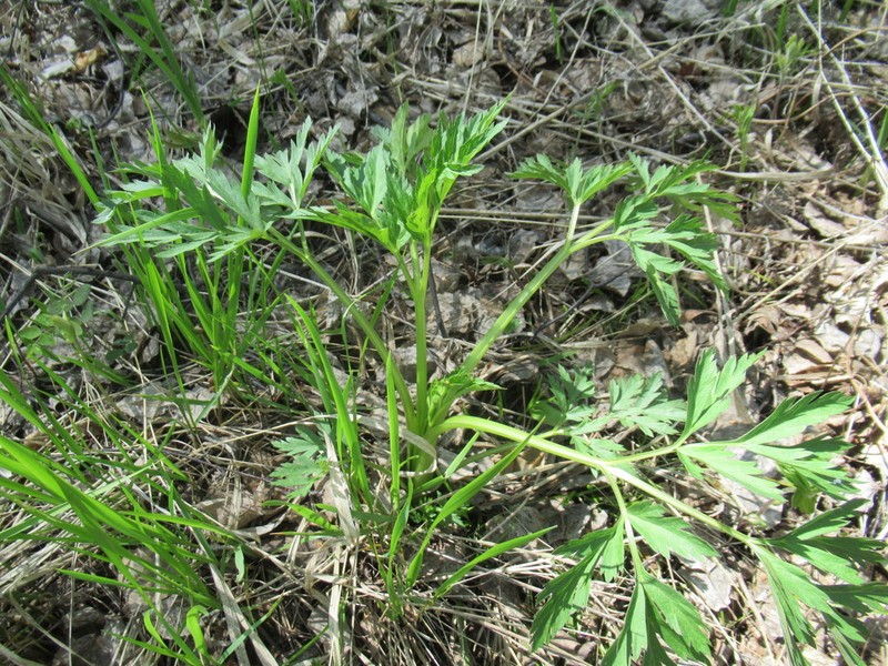 Pleurospermum uralense photo 8