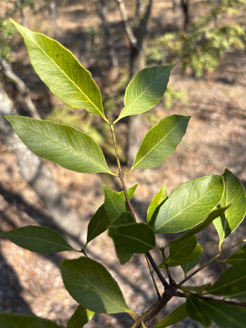 Pleurostylia africana