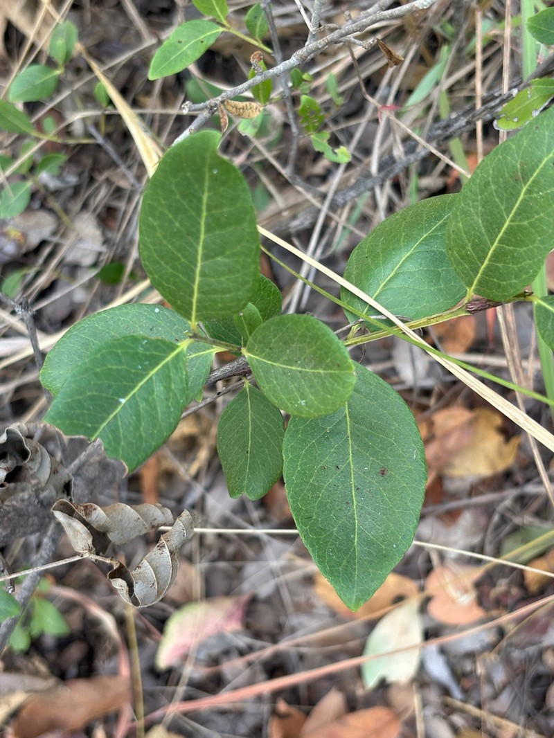 Pleurostylia africana photo 2