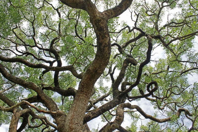 Pleurostylia africana photo 4