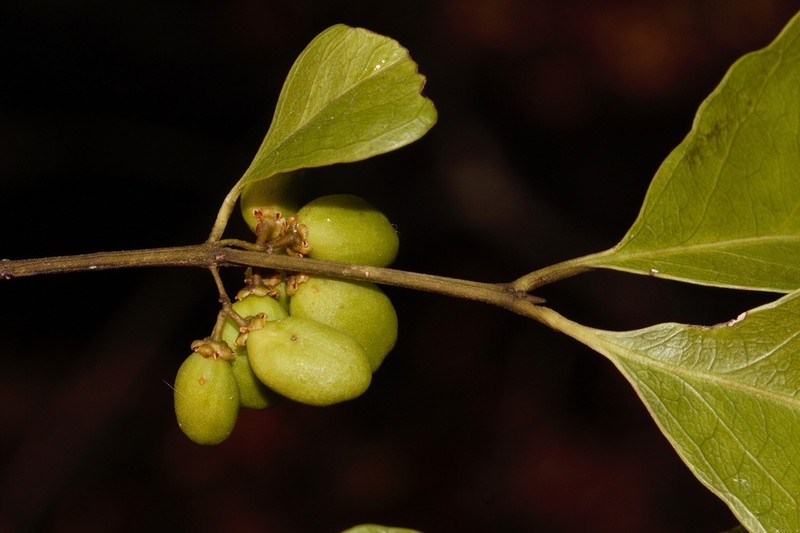Pleurostylia africana photo 5