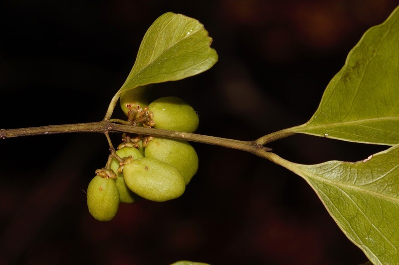 Pleurostylia africana photo 7