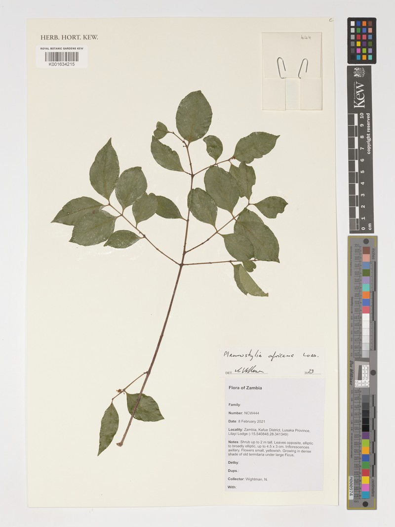 Pleurostylia africana photo 8