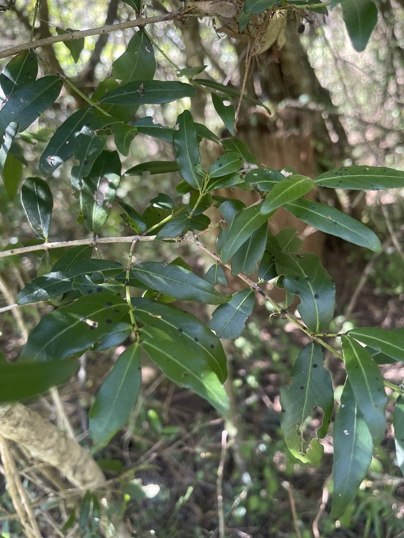 Pleurostylia capensis