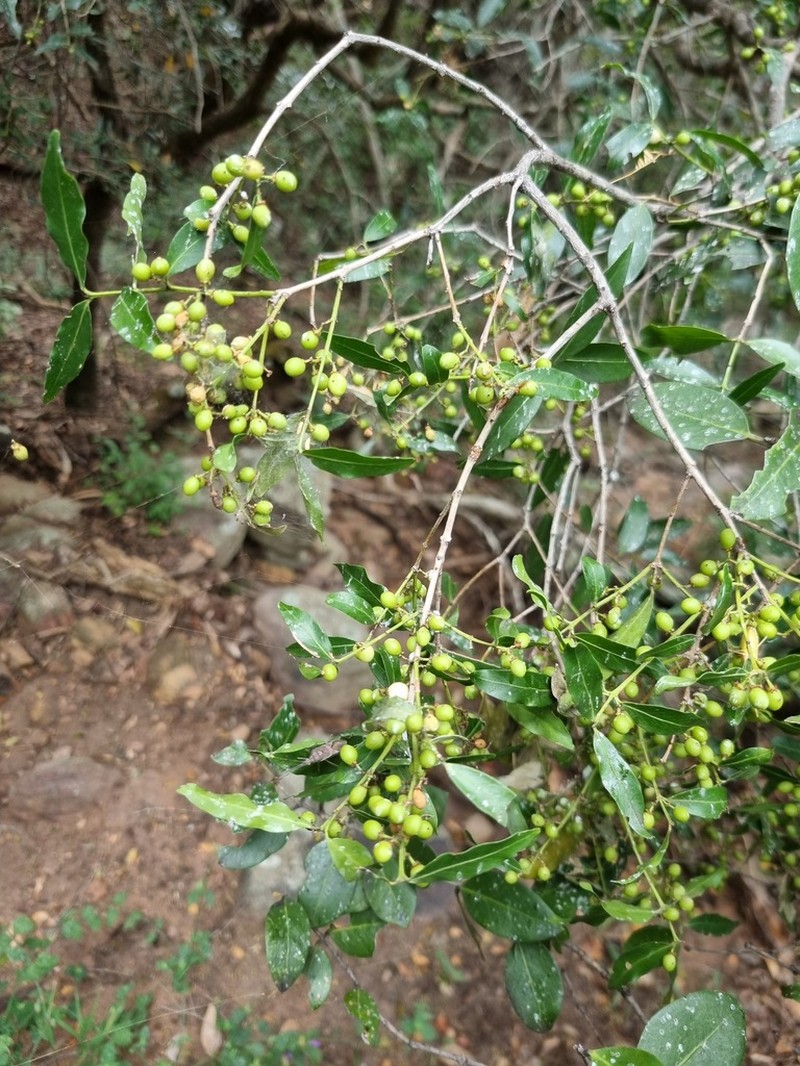 Pleurostylia capensis photo 2