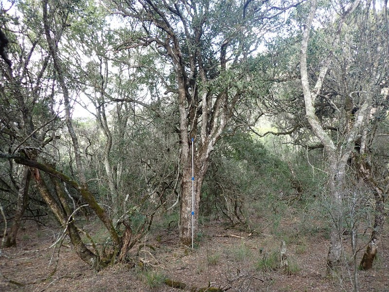 Pleurostylia capensis photo 3