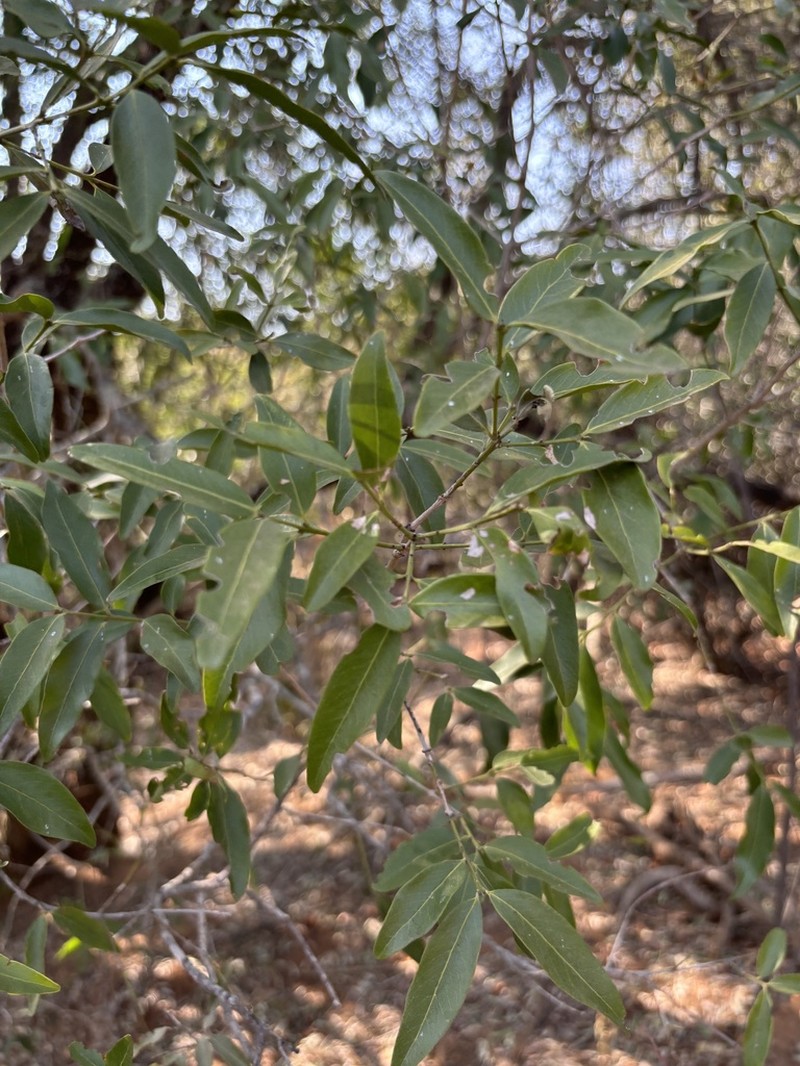 Pleurostylia capensis photo 4