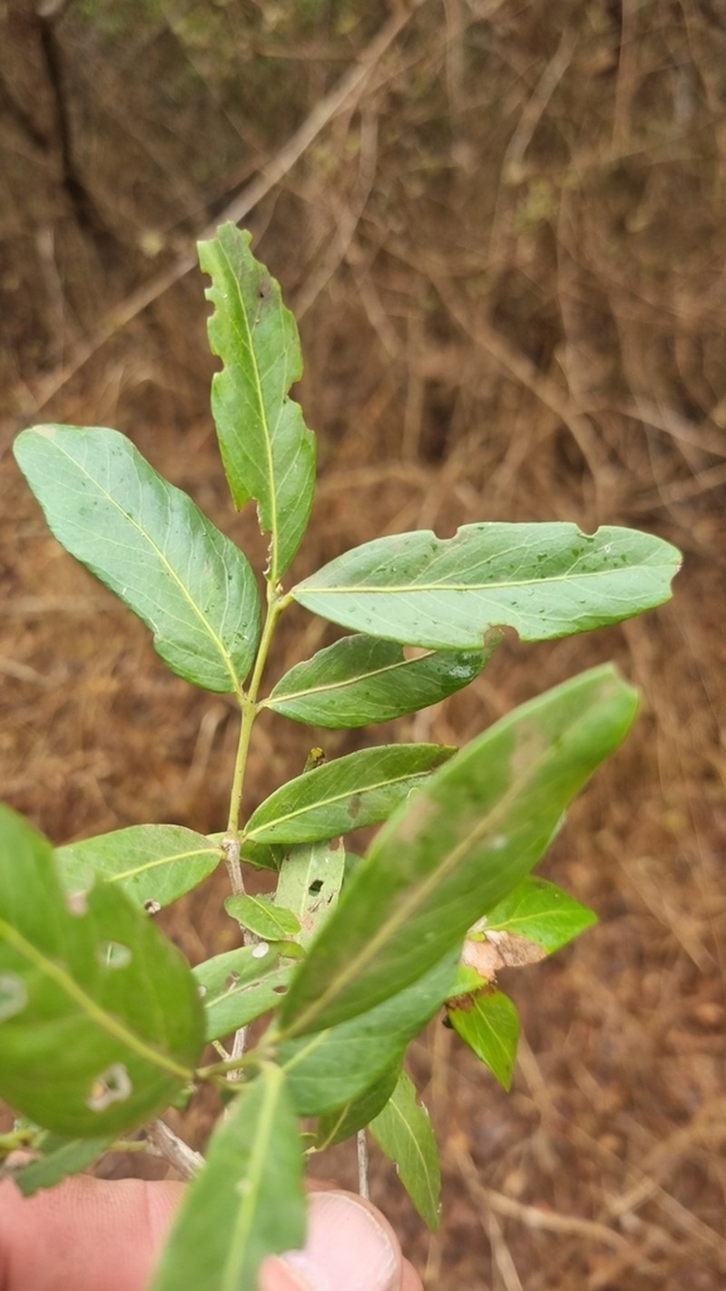 Pleurostylia capensis photo 5
