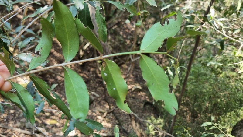 Pleurostylia capensis photo 6