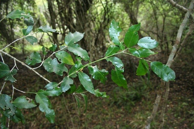 Pleurostylia capensis photo 7
