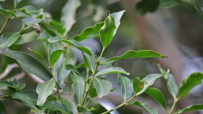 Pleurostylia capensis photo 8
