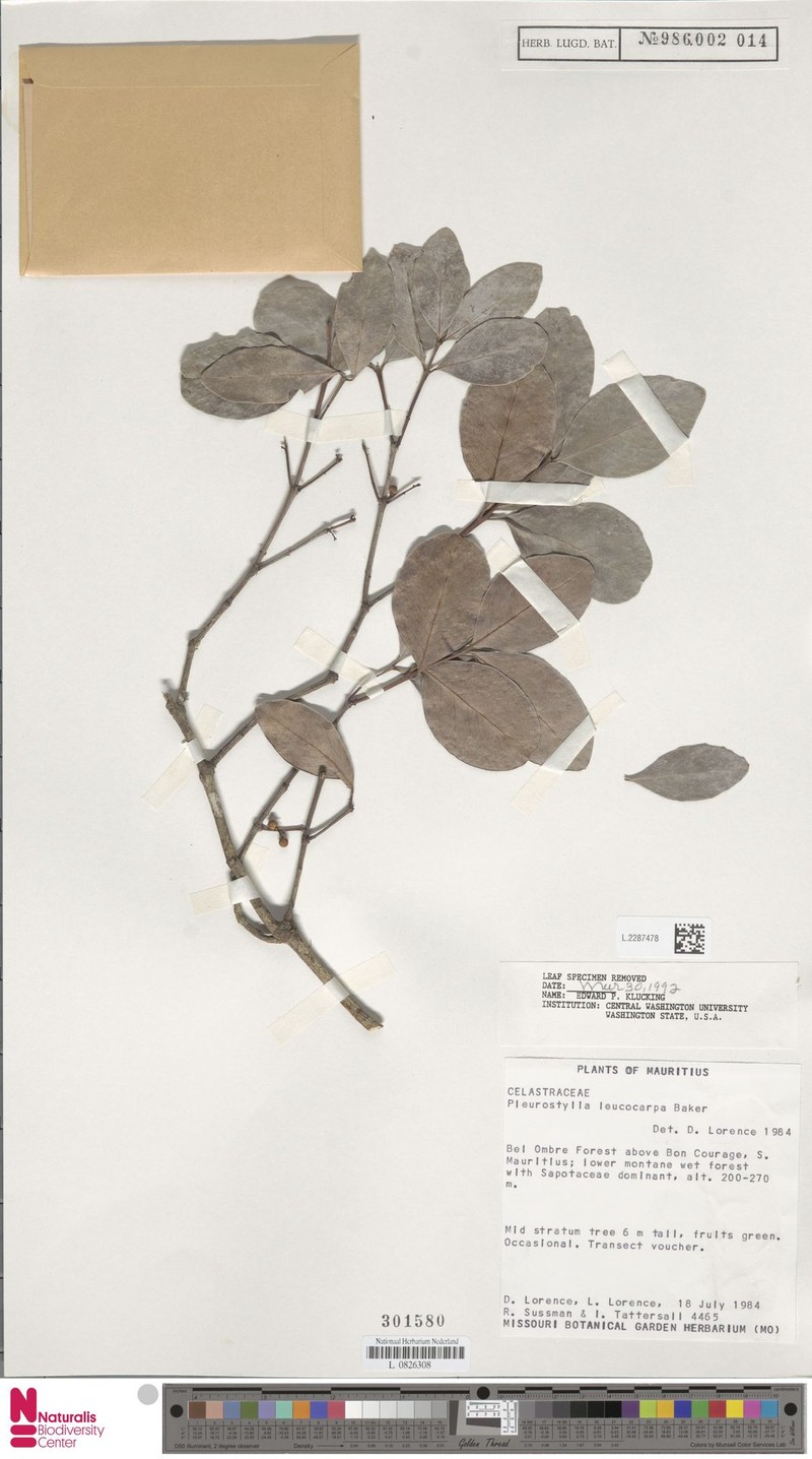 Pleurostylia leucocarpa