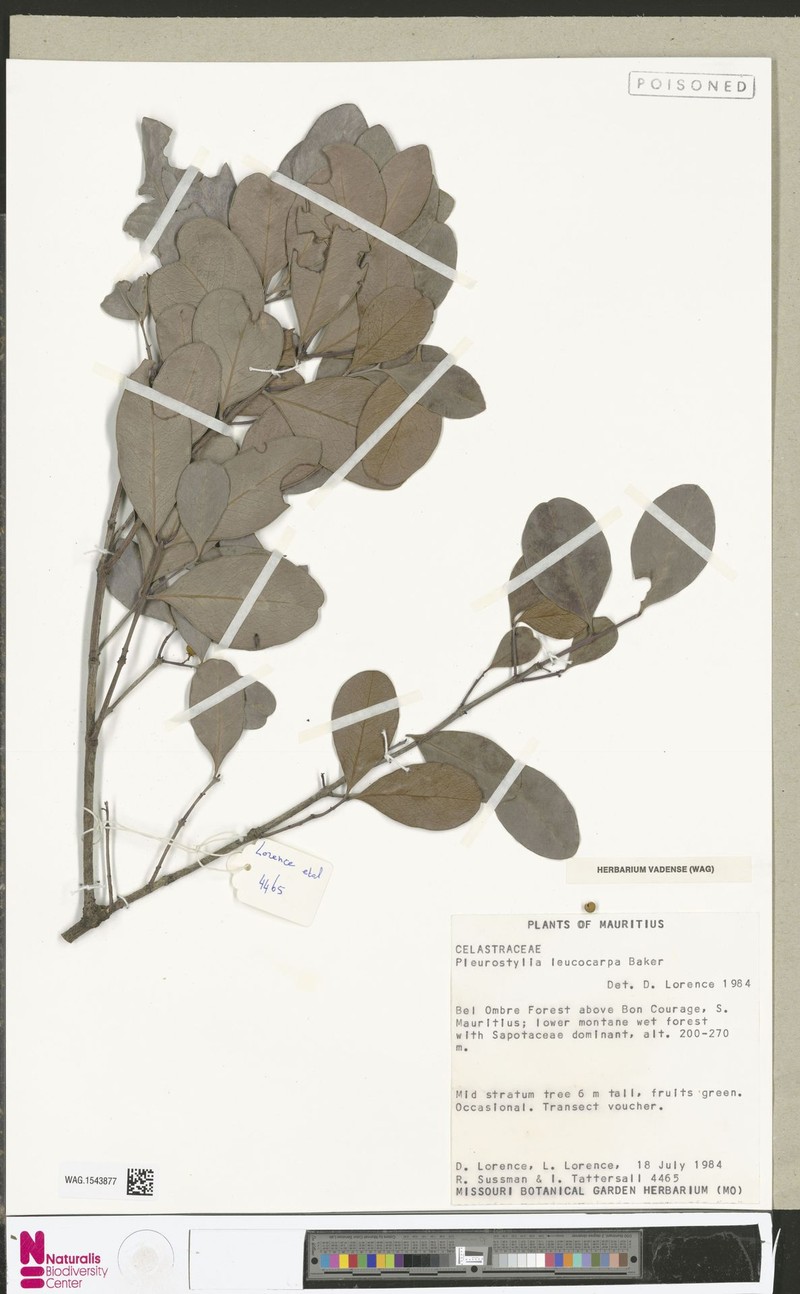 Pleurostylia leucocarpa photo 2