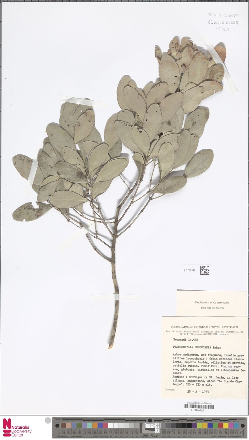 Pleurostylia leucocarpa photo 3
