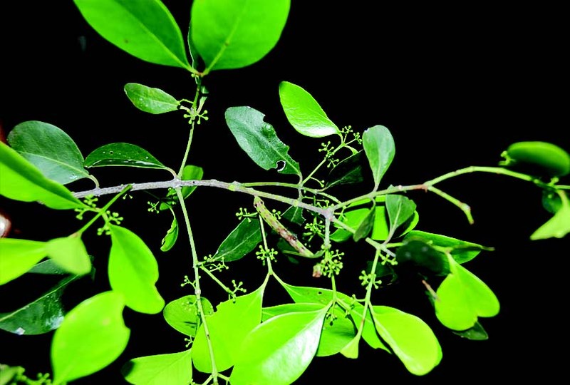 Pleurostylia opposita