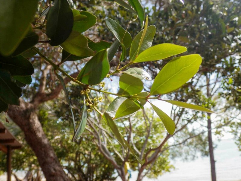Pleurostylia opposita photo 3