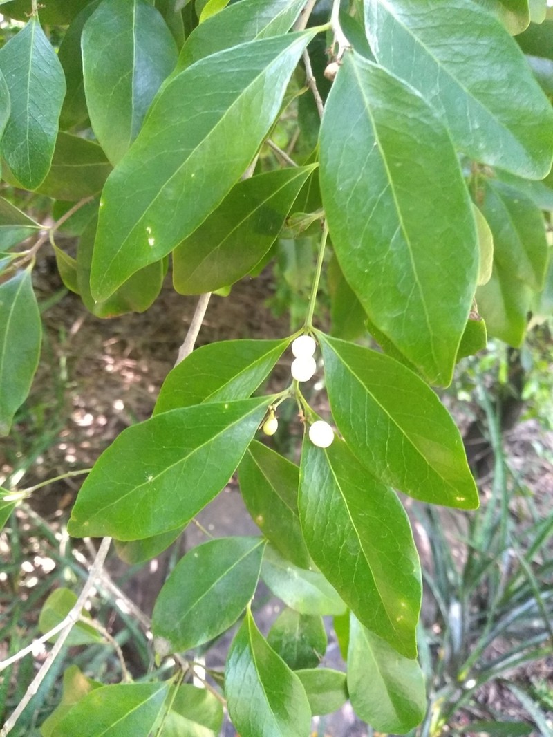 Pleurostylia opposita photo 4