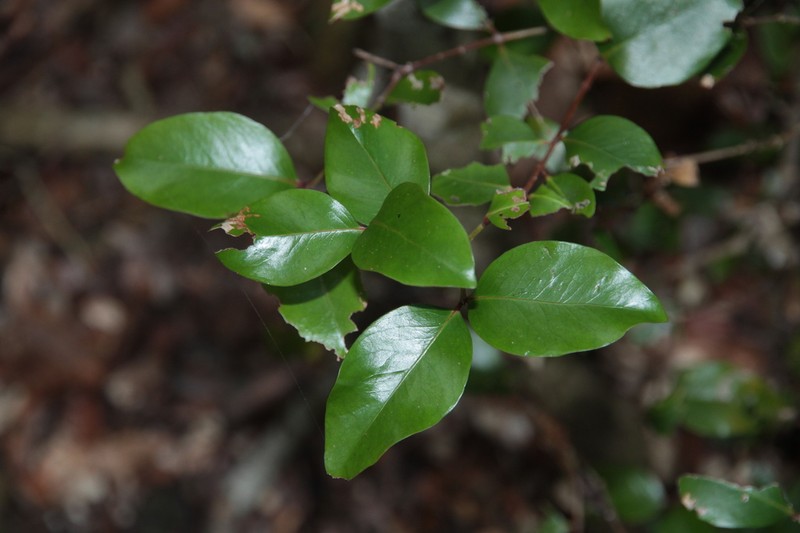 Pleurostylia opposita photo 5