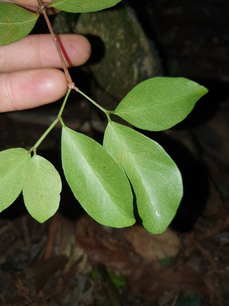 Pleurostylia opposita photo 6
