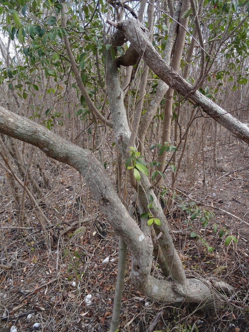 Pleurostylia opposita photo 7