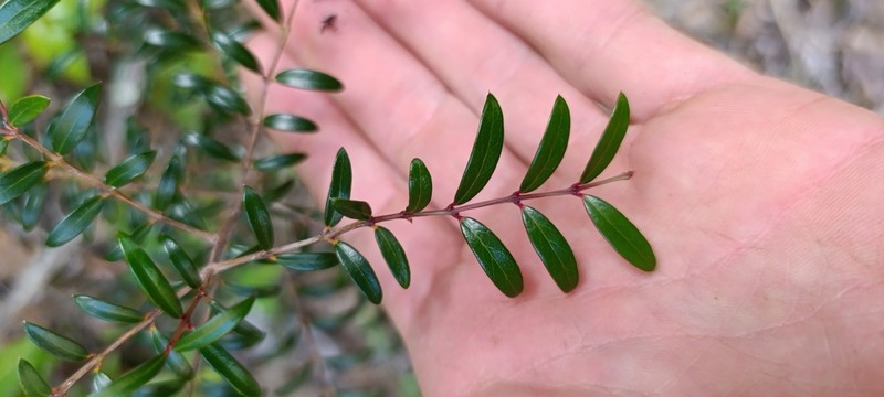 Pleurostylia pachyphloea