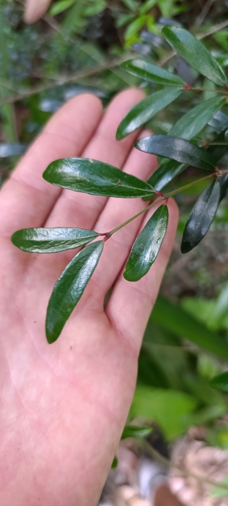 Pleurostylia pachyphloea photo 2