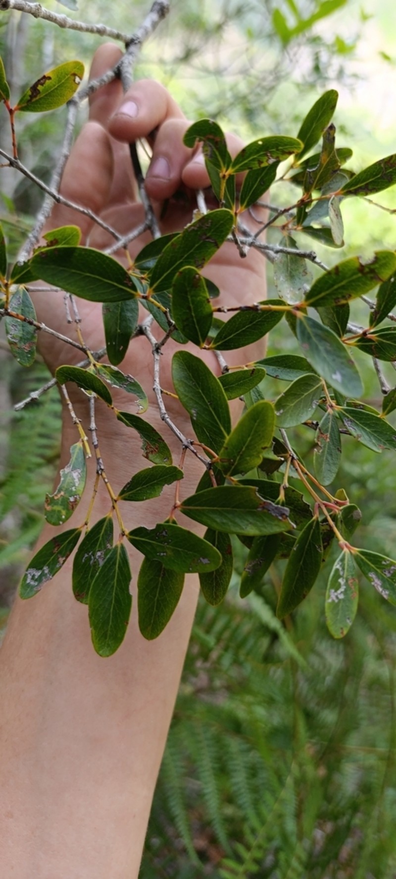 Pleurostylia pachyphloea photo 3