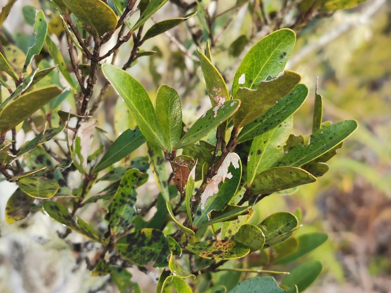 Pleurostylia pachyphloea photo 4