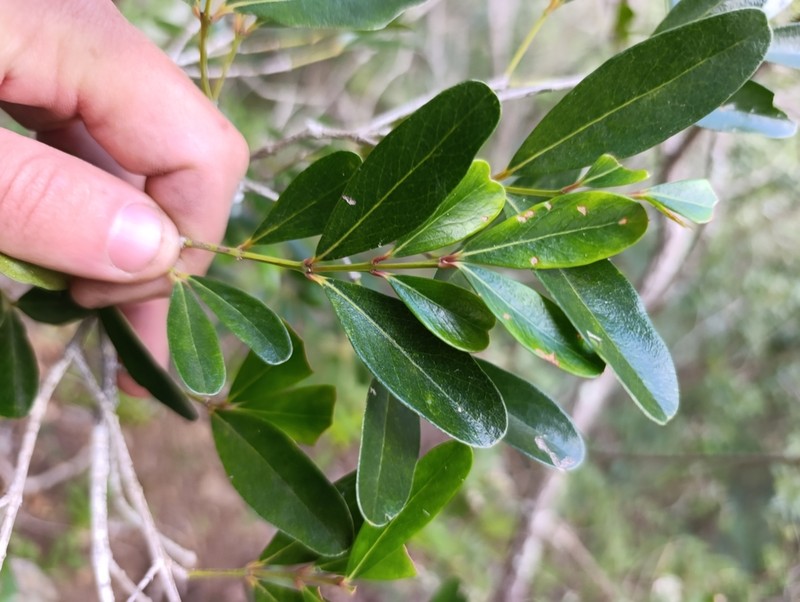 Pleurostylia pachyphloea photo 5
