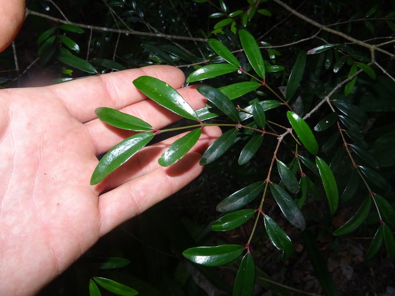 Pleurostylia pachyphloea photo 6