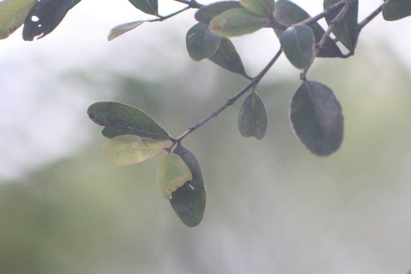 Pleurostylia pachyphloea photo 7