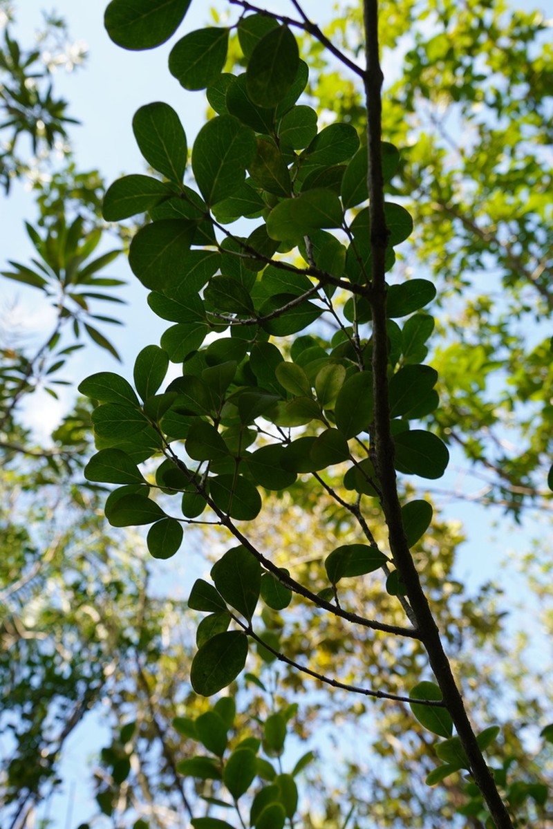 Pleurostylia pachyphloea photo 8