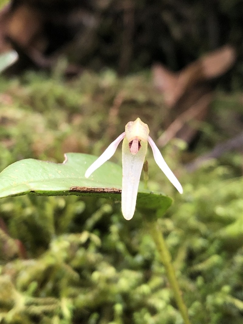 Pleurothallis acinaciformis
