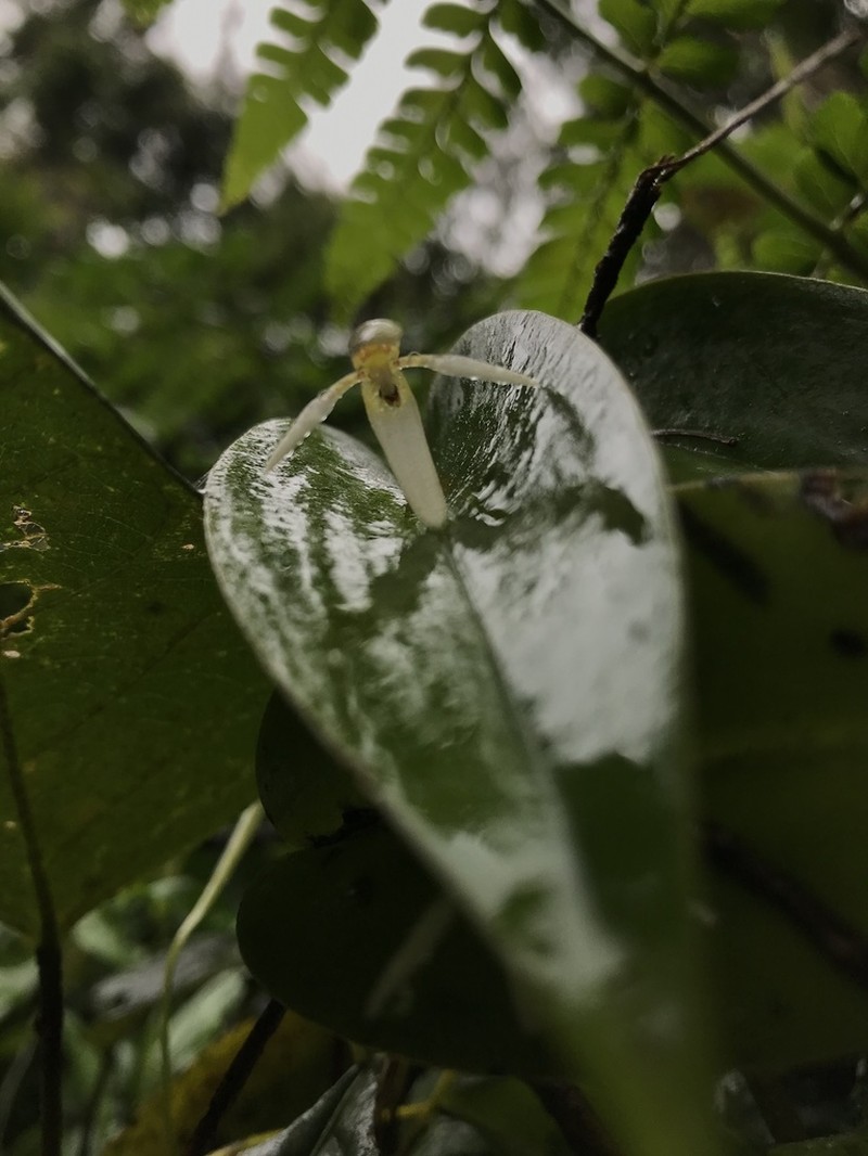 Pleurothallis acinaciformis photo 2