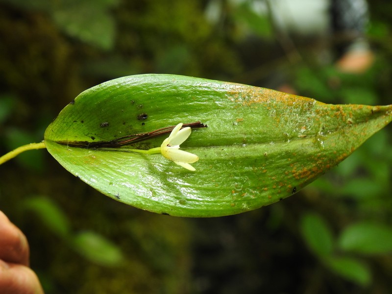 Pleurothallis acinaciformis photo 3